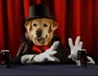 Missingcritters.com, for Lost Dogs, Lost Cats, Or Any Missing Animal,...