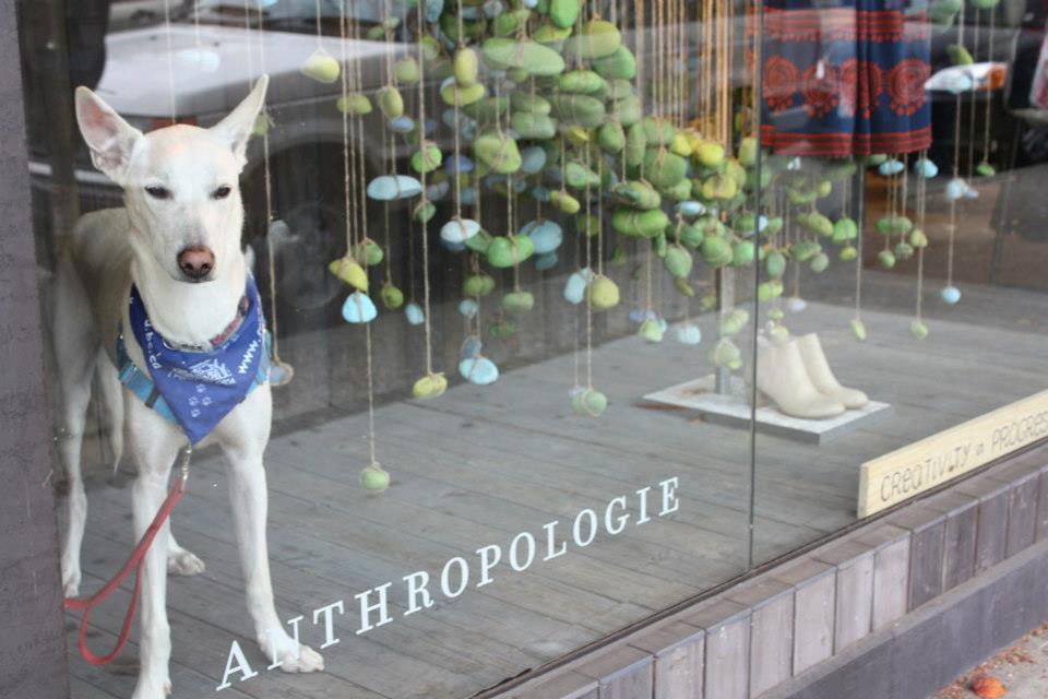 anthropologie dog leash