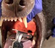 Cutting-Edge Veterinary Training Website On the Floor @Dove Launches...