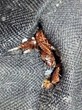 Bed Bugs Pester USF Business Administration Building, My Cleaning...