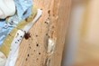 Bed Bugs Scare Residents of Waterville Housing Authority Building, My...