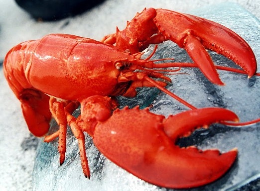 How To Deliver Live Maine Lobsters: GetMaineLobster.com Answers Most ...