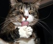 Vet Supply Source Honors National Cat Day with Month-Long Deals