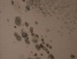 Mold Heavily Infests Trailer Classrooms of 3 Queens High Schools, My...