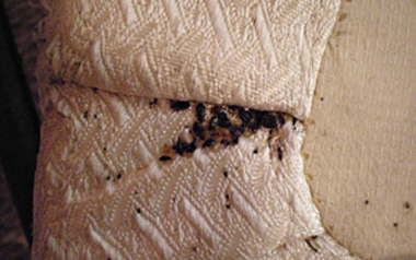 bed bug pictures actual size