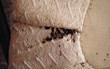 Bed Bugs Persist in Lynchburg Apartment, My Cleaning Products...