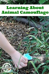 animal camouflage