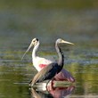 Tampa Bay Water Accepting Source Water Protection Mini-Grant...