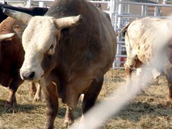 Phoenix Bull Run