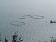 Canadian Industry Fails to Report Escapes of Farmed Atlantic Salmon