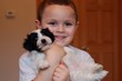 Current Costs of First Year Havanese Puppy Ownership