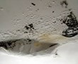 Black Mold Deteriorates Santa Fe Woman's Health, My Cleaning...