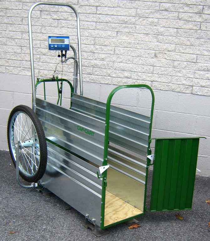 Now Weigh Your Calves Accurately New Weighing CafCart by Raytec