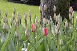 buy tulips longfield gardens