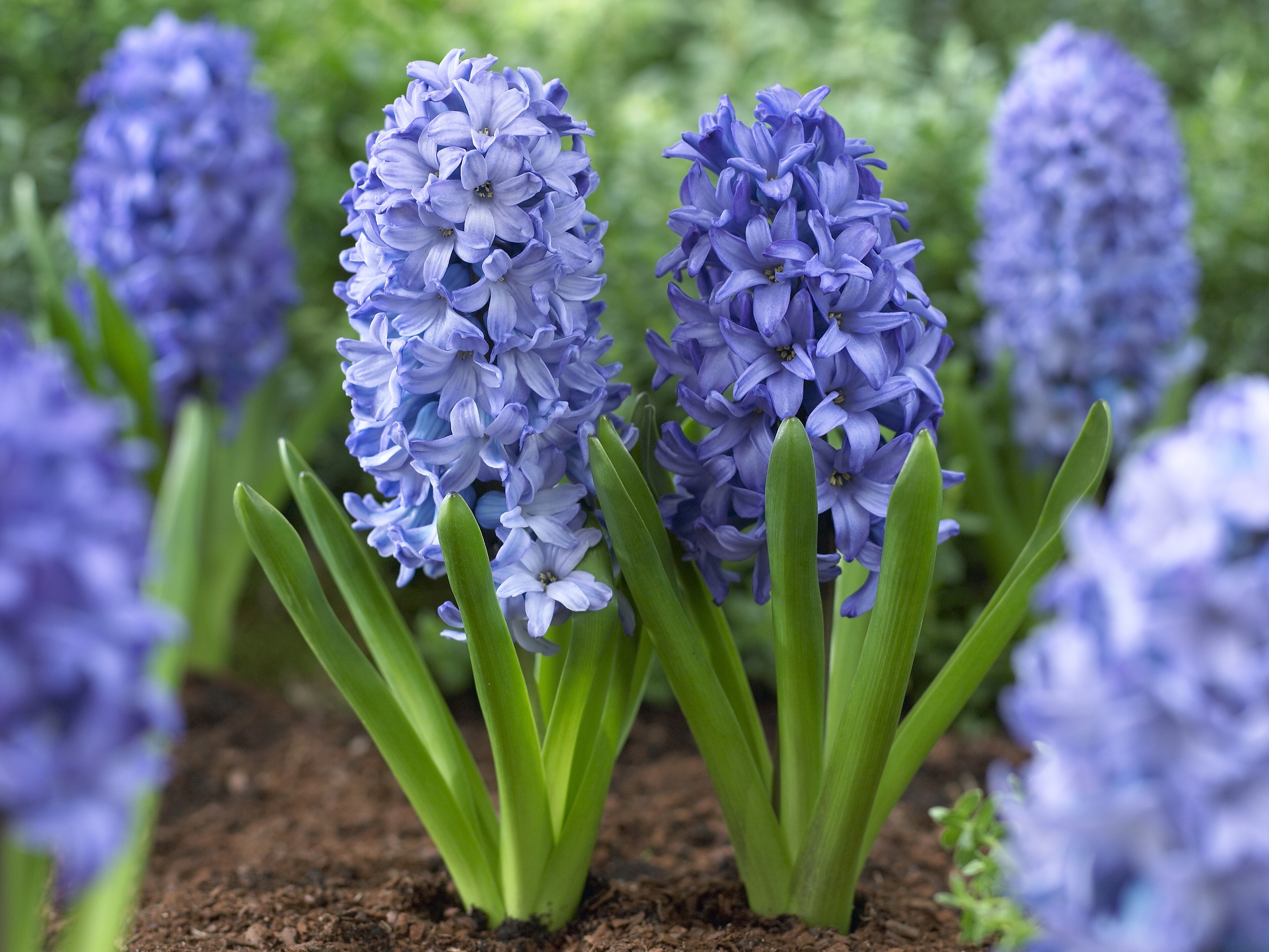 beautiful-front-yard-flower-gardens