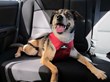 Sleepypod’s Clickit Utility Harness Is 2013 Top Performing Pet Safety...