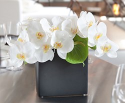 silk orchids