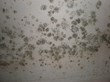 Mold Returns to Cedarbrook Middle School, My Cleaning Products Shares...