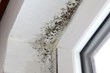 Black Mold Gets Meridian Elementary School Closed, My Cleaning...