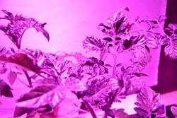 Young plants under LED