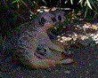 Oakland Zoo Announces New Mob Members