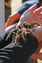 A brave person holds a tarantula at the annual Coarsegold Tarantula Festival