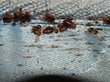 Bed Bugs Attack Tennessee Apartment, My Cleaning Products Recommended...