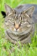 Animal Friends Insurance help fund neutering campaign with Shropshire...