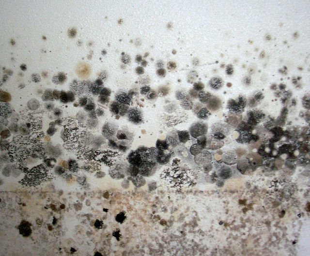 Black Mold Closes Courthouse and Gets It Spending 20,000, My Cleaning