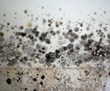 Black Mold Closes Courthouse and Gets It Spending $20,000, My Cleaning...