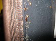 Bed Bugs Cost Richmond Housing Authority $900 Thousand, My Cleaning...