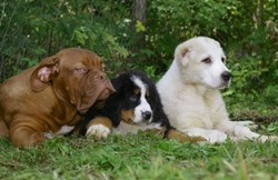 Three different breeds of dogs lie in the grass.