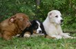 Pets Best Announces Launch of Full Hereditary and Congenital Pet...