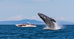Humpback Whale breaching with Eagle Wing Tours whale watching boat in Victoria British Columbia