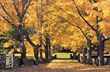 Catch Them While You Can; Last Minute Fall Foliage Destination Ideas...