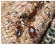 Bed Bugs Sighted in Fresno Elementary School, My Cleaning Products...