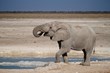 International Wildlife Adventures Calls Namibia's Anti-poaching...