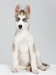 Newly-opened Elmo's Kitchen offers independent canine nutrition...