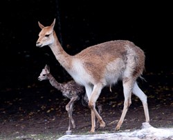 Vicugna Blackpool Zoo