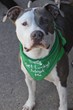 Lucky Dog Animal Rescue Announces Its First Annual Pit Bull Awareness...