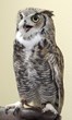 Live Music + Great Horned Owl + Fun Facts = A 'Desert...