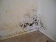 Mold Removal Rally for Atlanta High School Demands Response, My...
