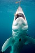 IMAX film "Great White Shark" Now Playing at The Maritime...