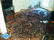 Authority on Sewage Damage Releases Ten Health Risks Property Owners...