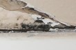 Black Mold Expected to Cost Collin County $500K, My Cleaning Products...