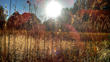American Exceptionalism II: Sandburg, Holiday and Strange Fruit ~ An...