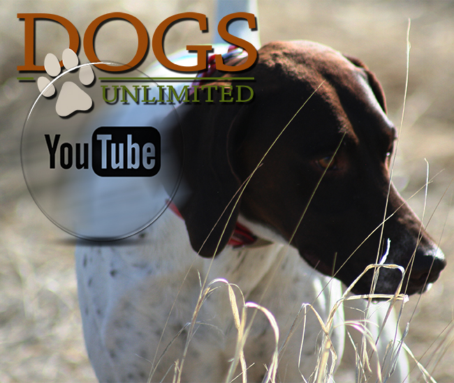Dogs Unlimited's New YouTube Channel 5 Ways to Help Gun Dog Owners
