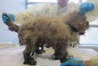 Cyrus the Maltese Learns to Wag His Tail After Months Left Outside:...