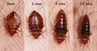 Horne’s Pest Control Offers Expertise in Bed Bug Removal