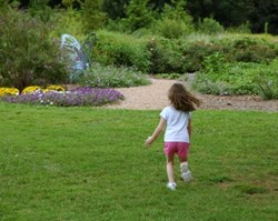 phoenix amenity grass seed